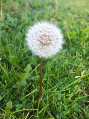 Dandelion seeds in the morning sunlight blowing away across a fresh green background