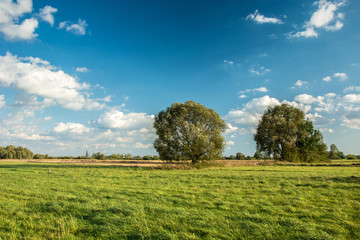 Green meadow and tall trees, white clouds on blue sky
