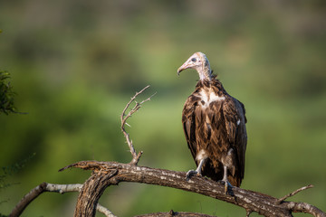 Hooded vulture in Kruger National park, South Africa ; Specie family Necrosyrtes monachus of Accipitridae