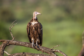 Hooded vulture isolated in blur background in Kruger National park, South Africa ; Specie family Necrosyrtes monachus of Accipitridae