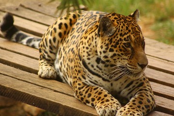 Fototapeta premium wildcat