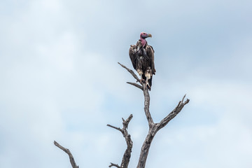 Lappet faced Vulture in Kruger National park, South Africa ; Specie &nbsp;Torgos tracheliotos family of Accipitridae