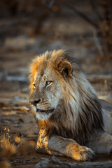 African lion in Kruger National park, South Africa