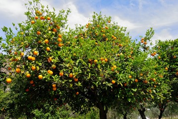Fototapeta na wymiar An orange tree in Turgut village of Marmaris, Turkey