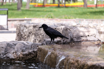 Black crow