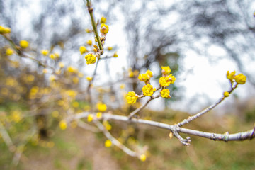 yellow buds bloom on tree