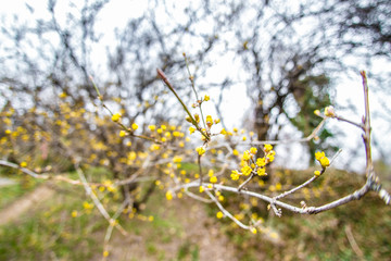 yellow buds bloom on tree