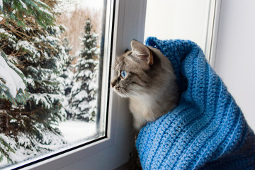 cute flaffy cat with blue eyes covered in knitted blue scarf , sitting on a window sill and...