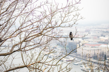 bird sits on a tree against the background of the city