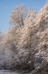 Frozen trees in the woods