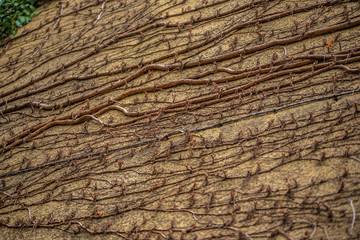 wall overgrown with wooden branches