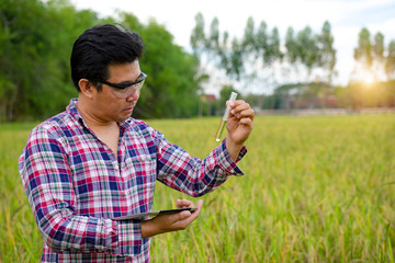 Faculty of Engineering holds a lot of rice oil research on rice fields.