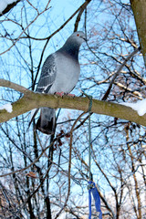 Pigeon closeup