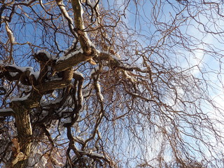 beautiful winter tree with snow on branches