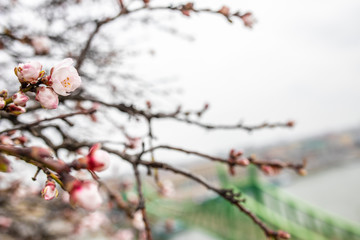 sakura buds on the background of the bridge