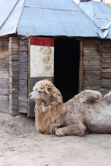 Camel
