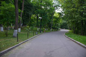 Fototapeta na wymiar park; alley; tree; green; path; summer; road; nature; trees; beautiful; grass; forest