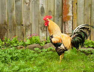 Red Rooster comb against the background of the fence