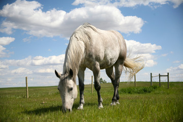 Obraz na płótnie Canvas Grey Horse Portrait