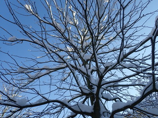 beautiful winter tree with snow on branches