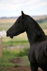 Friesian Horse