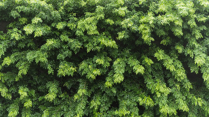 Tiny leaf wall background and texture, Green leaf backdrop