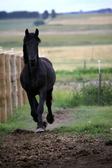 Friesian Horse