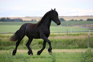 Fototapeta premium Friesian Horse