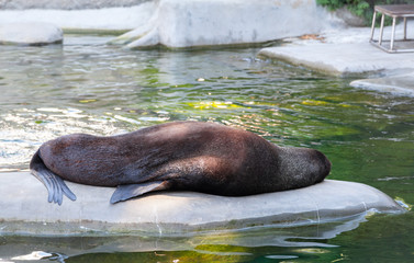 seal