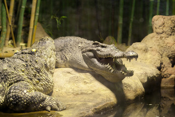 Crocodile, alligator
