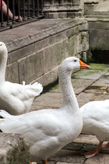 Obraz premium White geese in the Gothic Cathedral