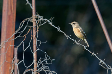 Schwarzkehlchen (Saxicola rubicola) - European stonechat