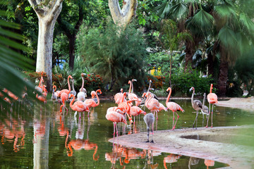 Pink flamingos