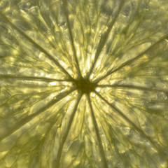 Backlit Translucent Lime Segment Pattern