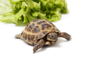 Central Asian land tortoise, turtle on white background