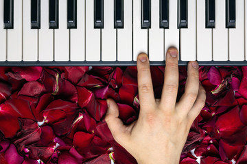 Pianist hand on red rose flower petals playing romantic serenade on valentine's day loved one....