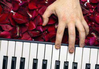 Pianist hand on red rose flower petals playing romantic serenade on valentine's day loved one....