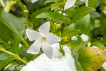 Obraz na płótnie Canvas White Intermediate Periwinkle Flower with Snow and Leaves