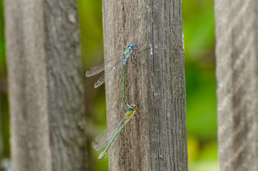 Two dragonflies on the fence