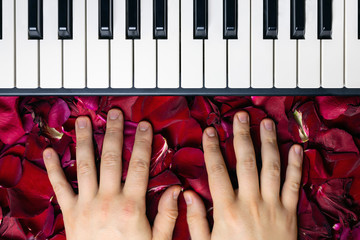 Pianist hands on red rose flower petals. Romantic concept with piano keys, top view. Classical...