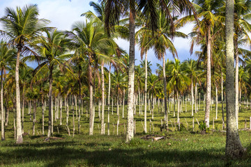 Obraz premium coconut tree in field on Bahia state, northeaster of Brazil