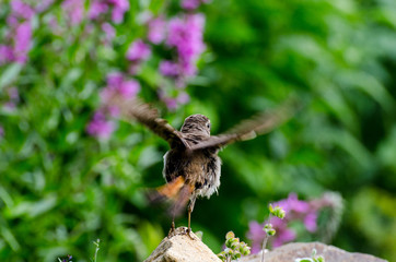 Bluethroat taking off