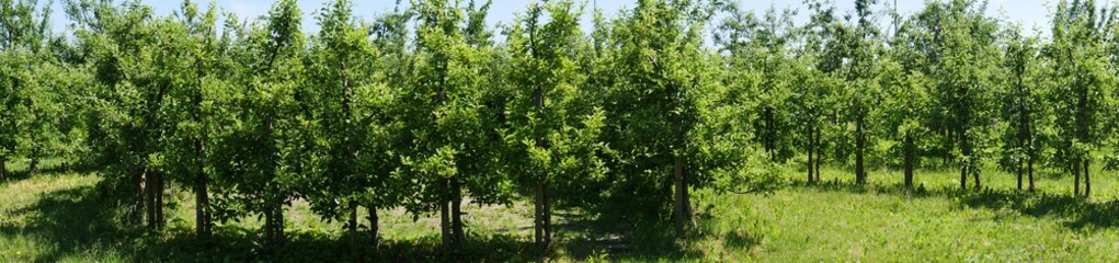 Fototapeta premium Wide format of the picture, photo in a apple trees plantation. Paths that are overgrown with weeds. Fruits not ripe.