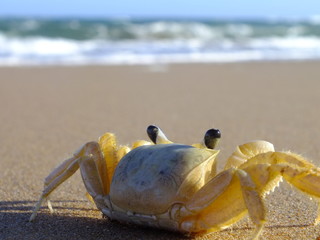 Strandkrabbe blickt richtun Meer Wellen
