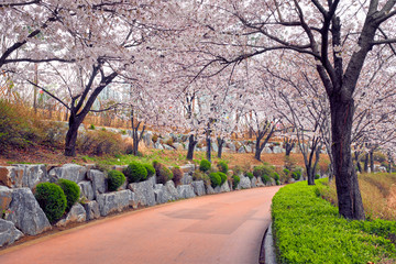 Blooming sakura cherry blossom alley in park © Dmitry Rukhlenko