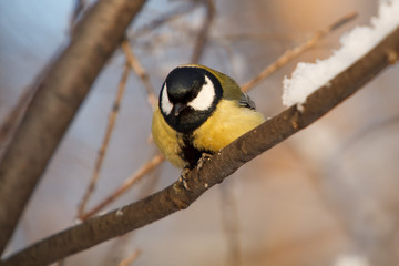 A little bird chickadee/ titmouse