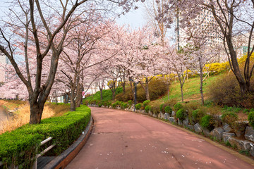 Blooming sakura cherry blossom alley in park 