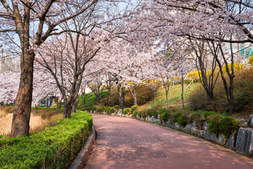Blooming sakura cherry blossom alley in park