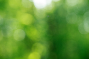 Obraz premium Green bokeh background from nature forest out of focus