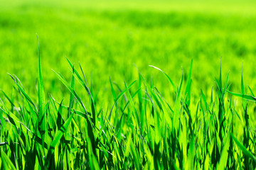 green grass background with selective focus